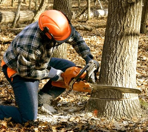 Tree Removal in Rugby, ND